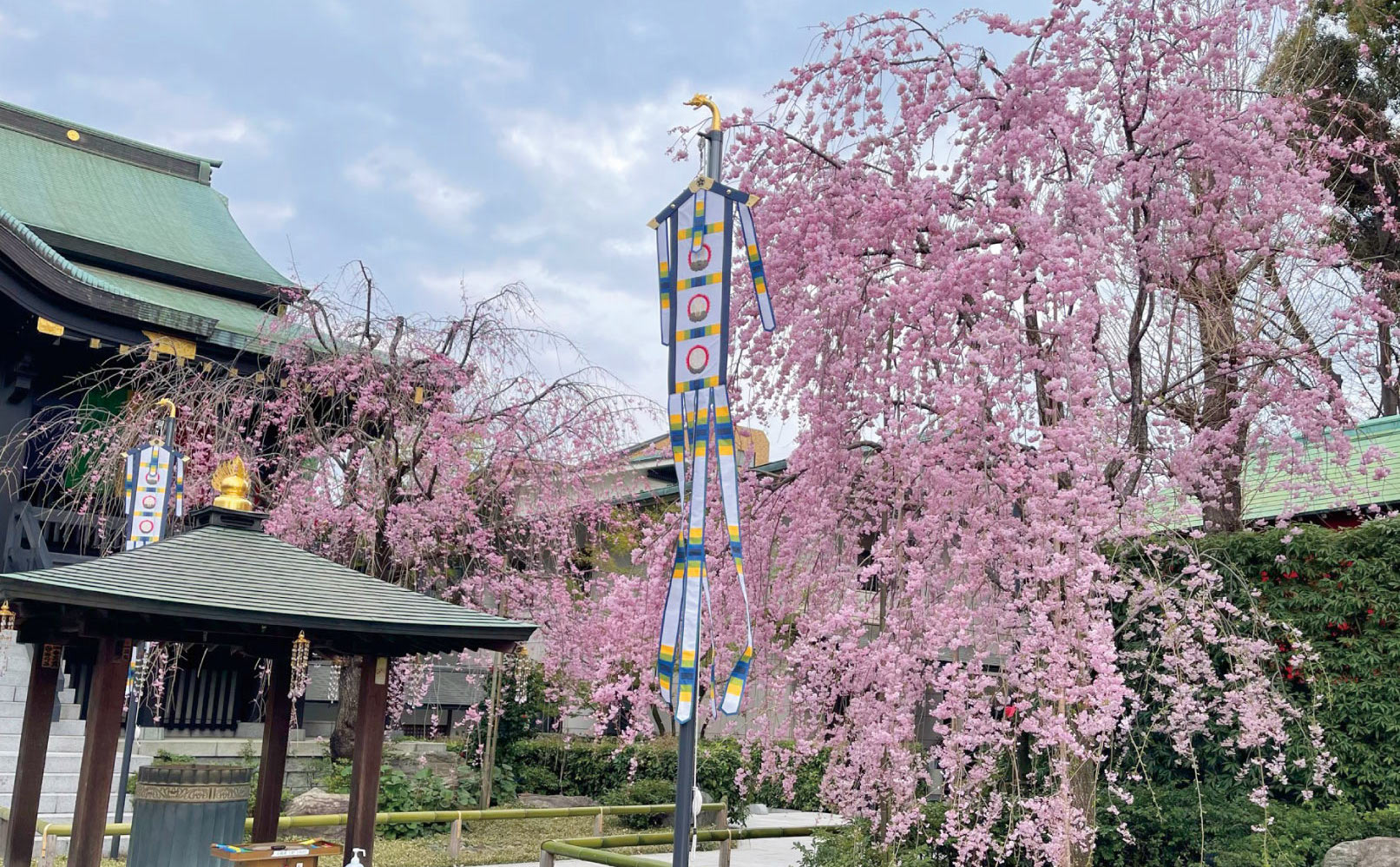 南蔵院の桜イメージ